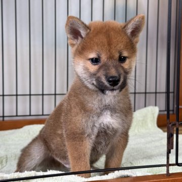 柴犬(標準サイズ)【岡山県・男の子・2024年9月11日・赤】の写真「両親小柄の男の子♡」