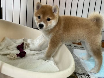 柴犬(豆柴)【岡山県・男の子・2021年10月17日・赤】の写真「まんまる顔で足先ソックスが可愛いです」