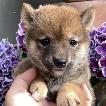 柴犬(豆柴)【岡山県・女の子・2024年4月30日・赤】の写真「豆柴の中でも小柄な両親から誕生した豆柴ちゃん♡」