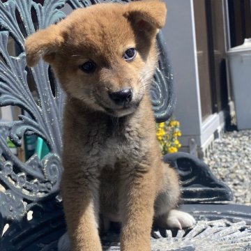 柴犬(標準サイズ)【岡山県・女の子・2024年2月13日・赤】の写真「たれ耳が可愛い〜♡父犬は完成犬！」
