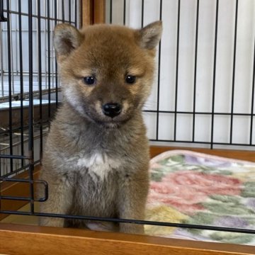 柴犬(標準サイズ)【岡山県・女の子・2023年10月20日・赤】の写真「キレイ赤毛の柴犬ちゃん。両親賞歴有り！」