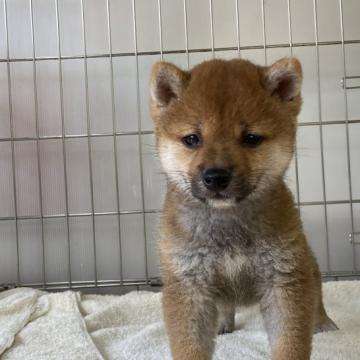 柴犬(豆柴)【岡山県・男の子・2022年6月3日・赤】の写真「明るい毛色の男の子」