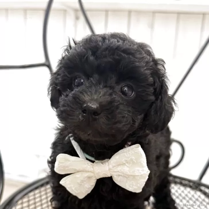 S.H 様のお迎えした子犬