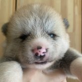 秋田犬