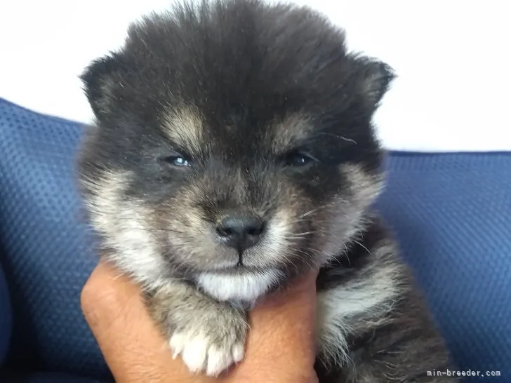 ID:2310-06813の子犬