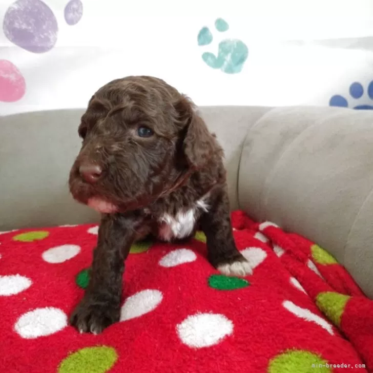 ポーチュギーズ・ウォーター・ドッグ【東京都・女の子・2025年11月11日・ブラウン&amp;ホワイト】の写真1