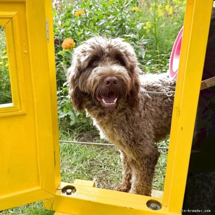 ID：2503-06156の子犬