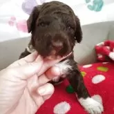 ポーチュギーズ・ウォーター・ドッグ【東京都・男の子・2025年11月11日・ブラウン&ホワイト】の写真1