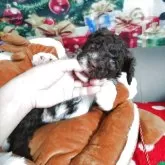 ポーチュギーズ・ウォーター・ドッグ