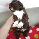 ポーチュギーズ・ウォーター・ドッグ【東京都・男の子・2025年11月11日・ブラウン&ホワイト】の写真3