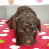 ポーチュギーズ・ウォーター・ドッグ【東京都・女の子・2025年11月11日・ブラウン&ホワイト】の写真4