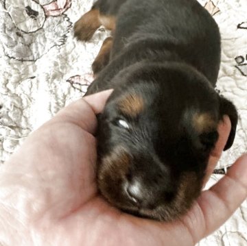 ミニチュアダックスフンド(ロング)【大阪府・男の子・2025年8月27日・ブラタンタン】の写真「大きい男の子です」