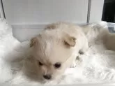 ポメチワ(ポメラニアン×チワワ)【栃木県・男の子・2025年10月1日・クリーム】の写真12