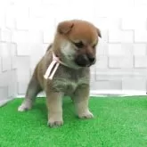 柴犬(標準サイズ)【大阪府・女の子・2025年9月12日・赤】の写真10