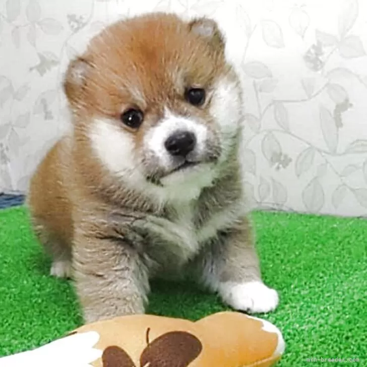 柴犬(標準サイズ)【大阪府・女の子・2025年11月5日・赤】の写真1「まんまるお顔の個性的なキュートで可愛い女の子！」