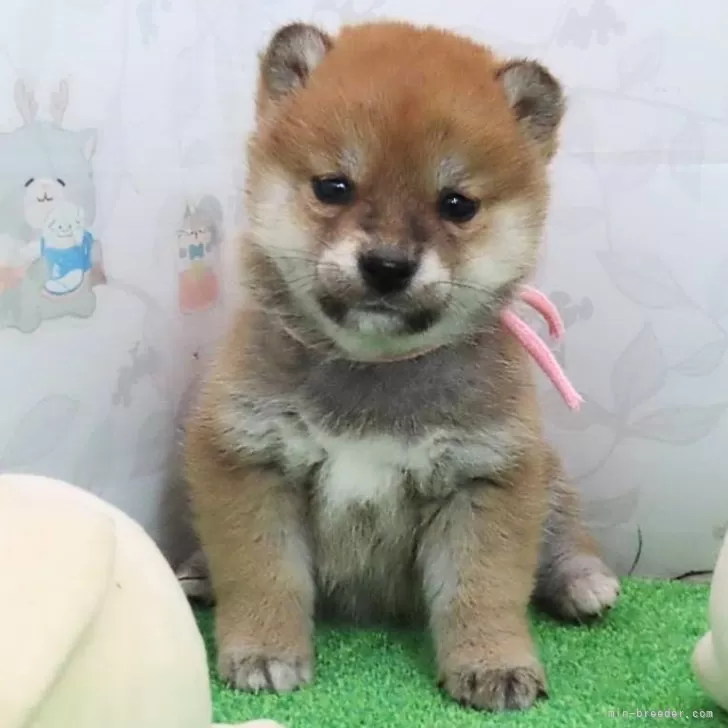 ID：2503-01250の子犬