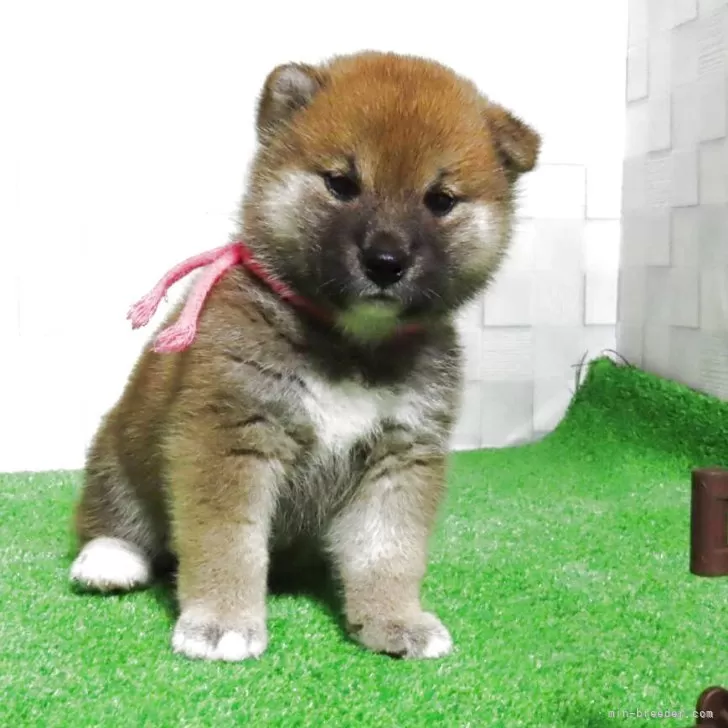 ID：2510-01115の子犬