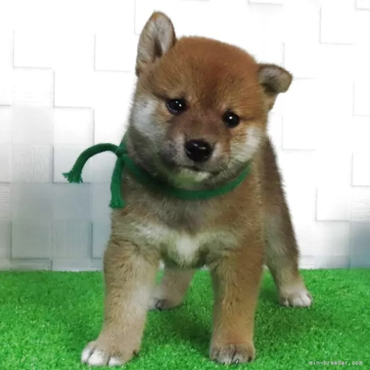 柴犬(標準サイズ)【大阪府・男の子・2025年7月22日・赤】の写真1「血統優秀でハイグレードな男の子。性格は大人しく飼いやすい子です。」