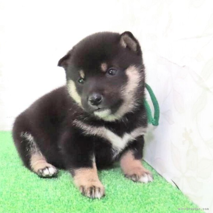 ブリーダー画像