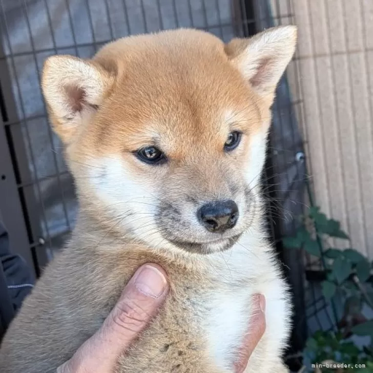 ID：2510-04425の子犬