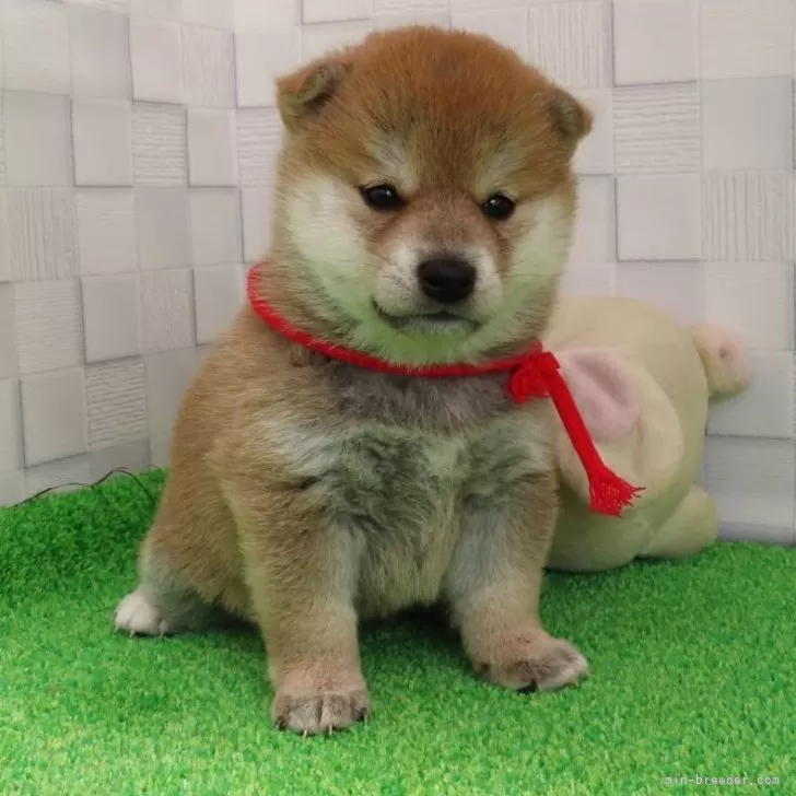 ID：2506-00218の子犬