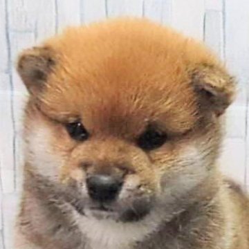 柴犬(標準サイズ)【大阪府・男の子・2024年11月13日・赤】の写真「血統優秀で品格のある顔立ち
ハイグレードな男の子」