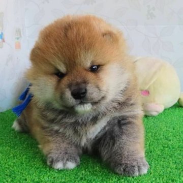 柴犬(標準サイズ)【大阪府・男の子・2024年10月5日・赤】の写真「たぬき顔の可愛い男の子」