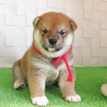 柴犬(標準サイズ)【大阪府・女の子・2025年6月23日・赤】の写真「まんまるお顔の女の子！」