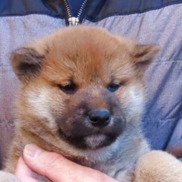 柴犬(標準サイズ)【大阪府・男の子・2025年12月2日・赤】の写真「ハイクオリティーな男の子！」