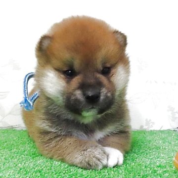 柴犬(標準サイズ)【大阪府・男の子・2025年11月5日・赤】の写真「ハイグレードな男の子」