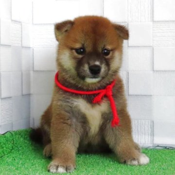 柴犬(標準サイズ)【大阪府・女の子・2025年6月8日・赤】の写真「血統優秀でハイグレードな可愛い女の子。」