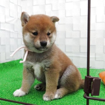 柴犬(標準サイズ)【大阪府・女の子・2025年9月17日・赤】の写真「クオリティーの高い女の子」