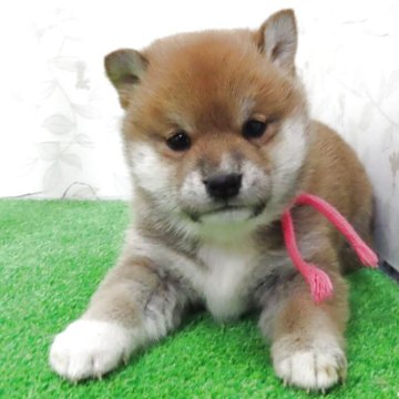 柴犬(標準サイズ)【大阪府・女の子・2025年11月10日・赤】の写真「タヌキ顔の可愛い女の子」