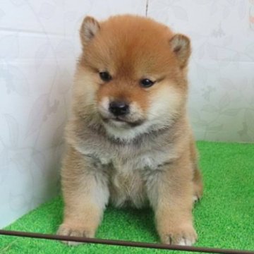 柴犬(標準サイズ)【大阪府・女の子・2024年12月30日・赤】の写真「稀に見る可愛さと品格を持つハイグレードな女の子！」