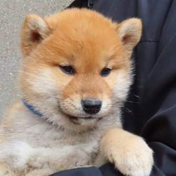 柴犬(標準サイズ)【大阪府・男の子・2025年2月16日・赤】の写真「クオリティーの高い両親から生まれたハイグレードな子」