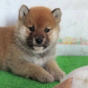 柴犬(標準サイズ)【大阪府・男の子・2024年12月17日・赤】の写真「たぬき顔の可愛い男の子。」