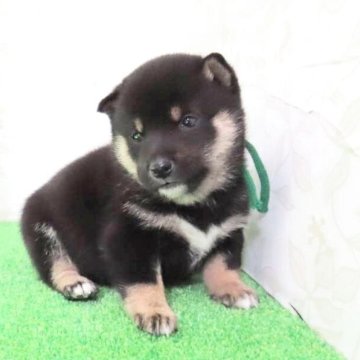 豆柴【大阪府・男の子・2025年9月25日・黒】の写真「小さくて可愛い男の子」