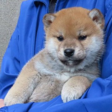 柴犬(標準サイズ)【大阪府・男の子・2025年1月23日・赤】の写真「血統優秀なハイグレードな男の子。」