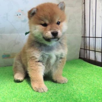 柴犬(標準サイズ)【大阪府・男の子・2025年2月9日・赤】の写真「血統優秀なハイグレードな男の子。」