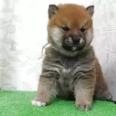 柴犬(標準サイズ)