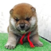 柴犬(標準サイズ)