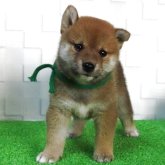 柴犬(標準サイズ)