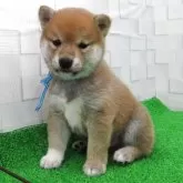 柴犬(標準サイズ)