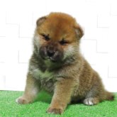 柴犬(標準サイズ)