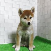 柴犬(標準サイズ)