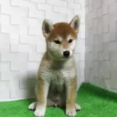 柴犬(標準サイズ)