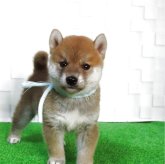 柴犬(標準サイズ)