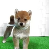 柴犬(標準サイズ)