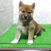 柴犬(標準サイズ)
