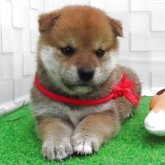 柴犬(標準サイズ)